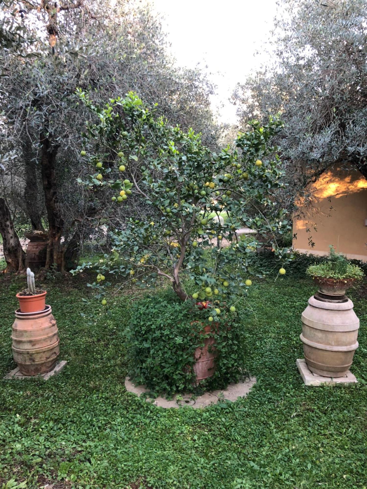 Agriturismo La Canonica Manciano Eksteriør bilde